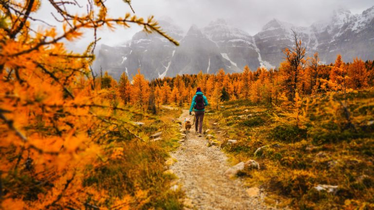 a person walking on a dirt path in a forest