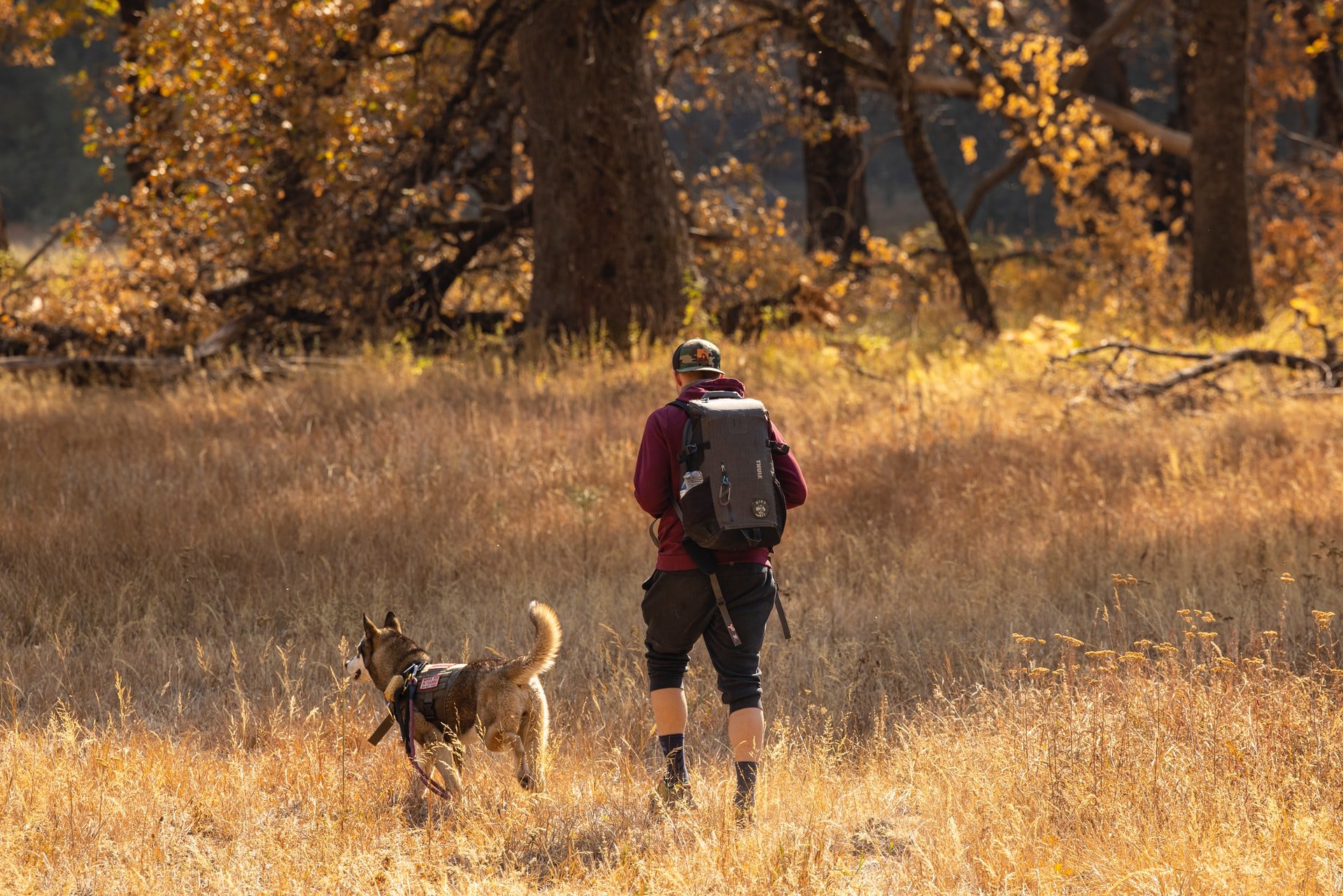 Tips for Hiking With Your Dog 1 hiking